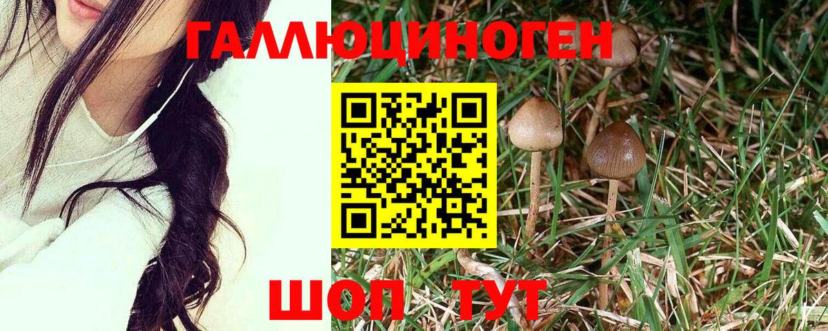 Карачаевск  Псилоцибиновые грибы Cubensis  Вход с VPN 